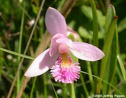 Pogonia ophioglossoides